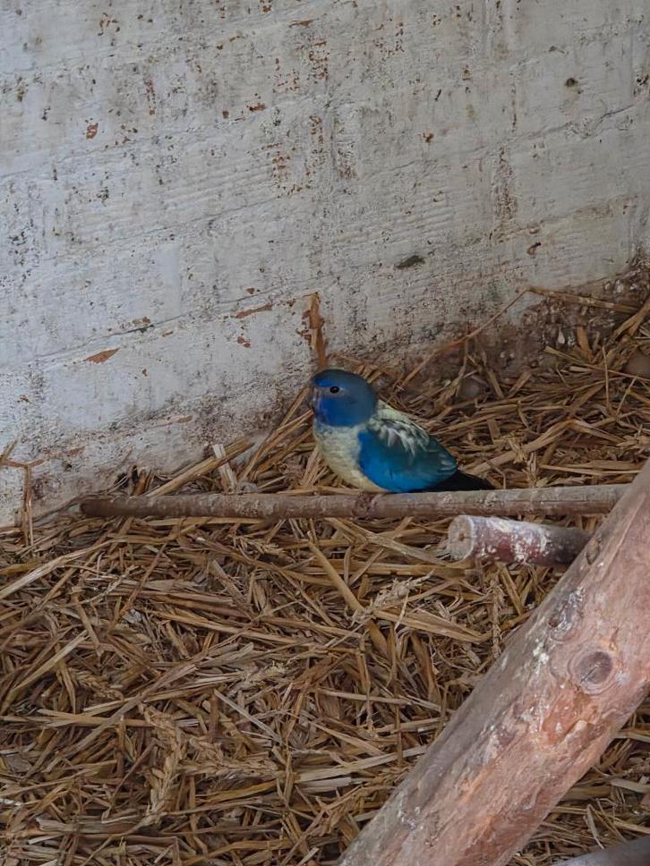 Koppel Splendids 2024 Violetblauw Opaline, Dieren en Toebehoren, Vogels | Parkieten en Papegaaien, Parkiet, Meerdere dieren, Geringd