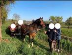 Menpony, knappe & eerlijke merrie, Dieren en Toebehoren, Pony's, Niet van toepassing, 11 jaar of ouder, Recreatiepony, D pony (1.37m tot 1.48m)