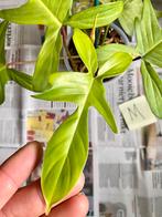 Philodendron Florida Ghost (M), Huis en Inrichting, Kamerplanten, Overige soorten, Minder dan 100 cm, Ophalen of Verzenden, Halfschaduw