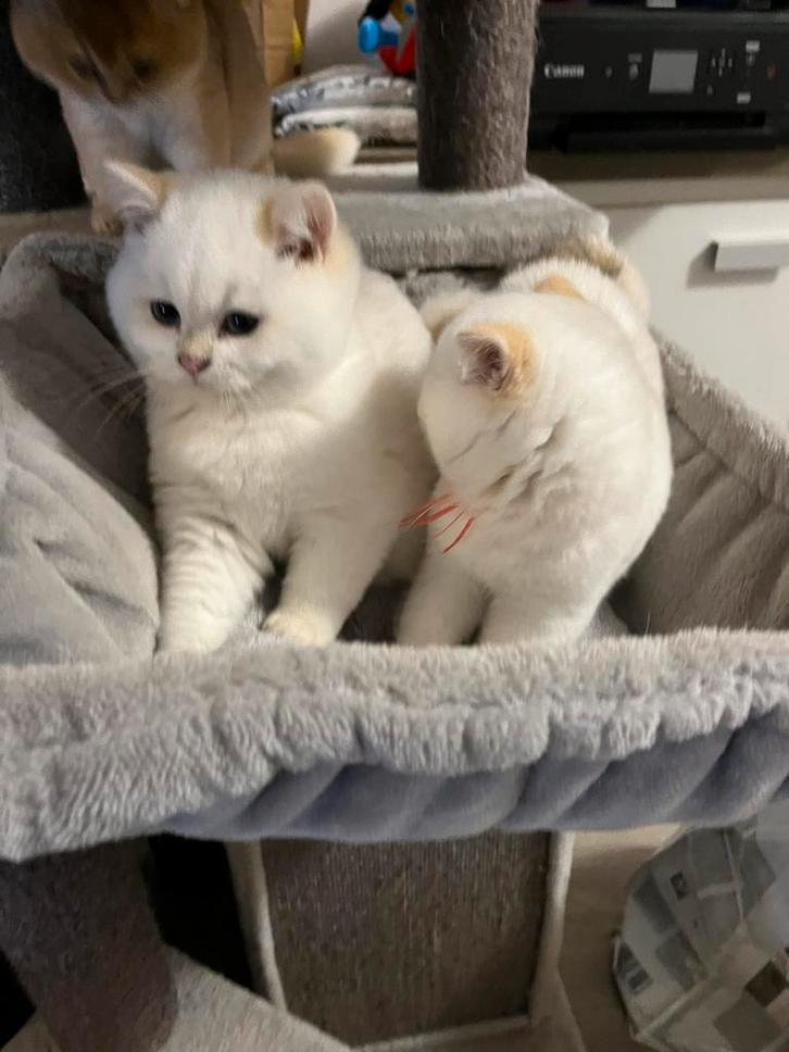 Britse korthaar katertje en poesje golden point, Dieren en Toebehoren, Katten en Kittens | Raskatten | Korthaar, Meerdere dieren