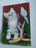 POES. MET VOGEL, Ophalen of Verzenden, Hond of Kat