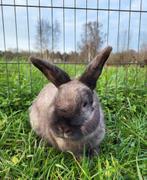 Rocky zoekt een huisje! (Gecastreerd en Gevaccineerd), Dieren en Toebehoren, Konijnen, Mannelijk, Klein, 6 tot 8 jaar