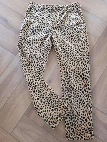Prachtige fluwelen tijgerbroek van Scotch & Soda, maat S beschikbaar voor biedingen