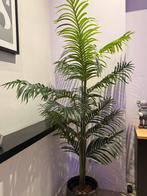 Kunstplant, Tuin en Terras, Planten | Bomen, Bloeit niet, 100 tot 250 cm, Palmboom, Ophalen