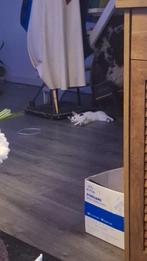 Te koop aan geboden kitten, Poes