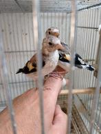 Koppel majoor, Dieren en Toebehoren, Meerdere dieren, Wildzangvogel