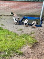 2 Loopeend mannetjes, Dieren en Toebehoren, Pluimvee, Mannelijk, Eend