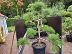 Pinus sylvestris bonsai vormsnoei, Ophalen, Overige soorten, Volle zon