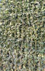hedera hibernica kant en klaar haag | hedera hagen, Tuin en Terras, Planten | Struiken en Hagen, Ophalen of Verzenden, Overige soorten
