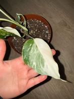 Monstera albo, Huis en Inrichting, Kamerplanten, Overige soorten, In pot, Minder dan 100 cm, Groene kamerplant