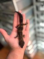 1.0 pure black night luipaardgekko, Hagedis, 0 tot 2 jaar