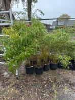 Niet woekerd bamboe, fargesia rufa 150cm 5 stuks, Tuin en Terras, Planten | Tuinplanten, Ophalen, Bloeit niet, Overige soorten