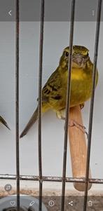 Koppel zwavel gelle dikbekken cini, '23, te koop in mol belg, Dieren en Toebehoren, Vogels | Overige Vogels, Meerdere dieren, Geringd