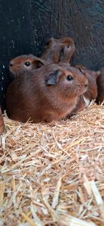 De laaste 4 jonge beertjes te koop, Dieren en Toebehoren, Knaagdieren, Cavia, Mannelijk, December, Tam