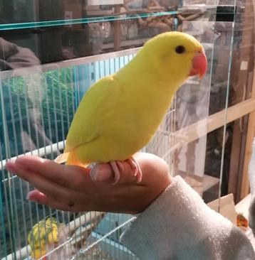 Gezocht jonge vogels om tam te maken.  beschikbaar voor biedingen