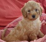 Dwergpoedel pups, Dieren en Toebehoren, Honden | Chihuahua's en Gezelschapshonden, Poedel, CDV (hondenziekte), 8 tot 15 weken