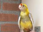Te koop mooie penant rosella's, Dieren en Toebehoren, Meerdere dieren, Parkiet, Geringd