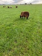 Te koop 5 mooie luxe fokschapen, Dieren en Toebehoren, Vrouwelijk, Schaap