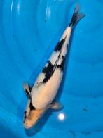 hele mooie witte shiro utsuri  34 cm, Dieren en Toebehoren, Vissen | Vijvervissen, Karper of Koi