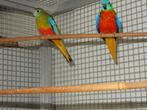 turyuosine parkieten, Dieren en Toebehoren, Vogels | Parkieten en Papegaaien, Meerdere dieren, Parkiet