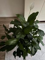 Mooie Spathiphyllum / Lepelplant met pot, Huis en Inrichting, Kamerplanten, Ophalen, Overige soorten, Halfschaduw, In pot