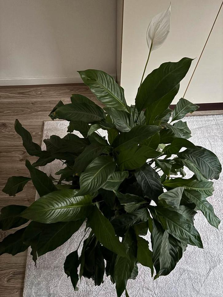 Mooie Spathiphyllum / Lepelplant met pot, Huis en Inrichting, Kamerplanten, Overige soorten, Minder dan 100 cm, Bloeiende kamerplant