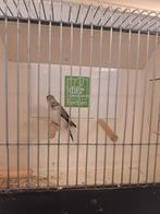 Koppel loodbekjes grijs x split, Meerdere dieren