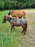 Leuke welsh bijna 2 1/2 jaar en shetlander jaarling., Dieren en Toebehoren, Ruin, A pony (tot 1.17m), 3 tot 6 jaar