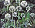 Kogeldistel wit, Tuin en Terras, Planten | Tuinplanten, Ophalen of Verzenden