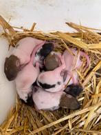 Tamme jonge ratten, rattus norvegicus, Rat, Juli, Meerdere dieren, Tam