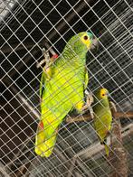 1-0 Blauwvoorhoofd Amazone, Dieren en Toebehoren, Mannelijk, Papegaai, Geringd
