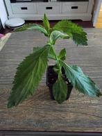 Verbena plant in pot, Overige soorten, Volle zon, Vaste plant, Ophalen of Verzenden