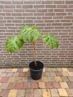 Tetrapanax papyrifera `Steroidal Giant` - Rijstpapierplant, Ophalen, Zomer, Volle zon