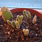 Schijf cactus, Opuntia Microdasys Bunny (grootte +-5 cm), Verzenden, Cactus, Volle zon, Minder dan 100 cm