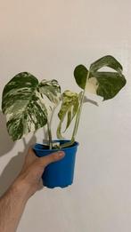 Prachtige Monstera Variegata Rare Multi Green Mint, Huis en Inrichting, Kamerplanten, Ophalen of Verzenden, Overige soorten, Minder dan 100 cm