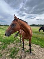 Fokmerrie of recreatie merrie, Dieren en Toebehoren, Paarden, Merrie, Zadelmak, 7 tot 10 jaar, 160 tot 165 cm
