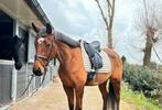 Bijrijder gezocht voor lieve 4 jarige merrie, Dieren en Toebehoren, Stalling en Weidegang, 1 paard of pony