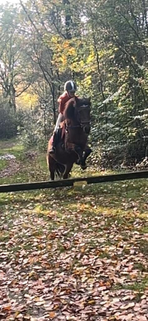 Verzorger aangeboden/ Verzorgpony gezocht!, Dieren en Toebehoren, Paarden en Pony's | Verzorgingsproducten, Ophalen of Verzenden