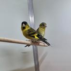 Baardsijzen koppel, Meerdere dieren