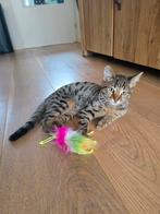 4 kittens Savannah x Britse korthaar, Dieren en Toebehoren, Katten en Kittens | Overige Katten, Meerdere dieren, Kortharig, 0 tot 2 jaar