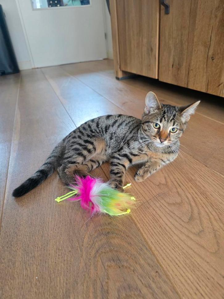 4 kittens Savannah x Britse korthaar, Dieren en Toebehoren, Katten en Kittens | Overige Katten, Kortharig, Meerdere dieren, 0 tot 2 jaar