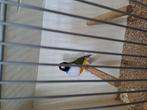 Gouldamadine man, Dieren en Toebehoren, Vogels | Overige Vogels, Mannelijk, Tropenvogel