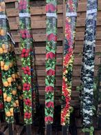 Klimplanten, vele soorten 150-175 cm hoog € 19,95 p.st., Ophalen, Vaste plant, Halfschaduw, Klimplanten