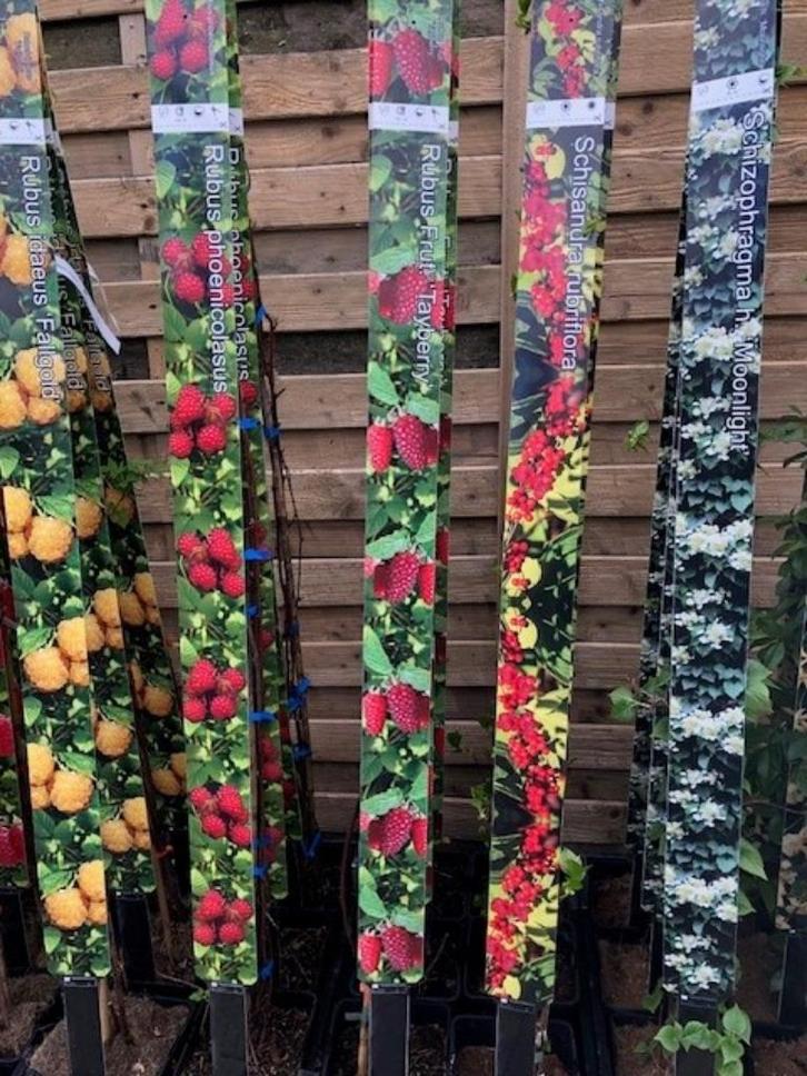 Klimplanten, vele soorten 150-175 cm hoog € 19,95 p.st., Tuin en Terras, Planten | Tuinplanten, Vaste plant, Klimplanten, Halfschaduw