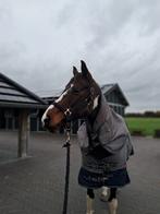 Deze mooie, Bonte D-pony kan alles!!!, Dieren en Toebehoren, Merrie