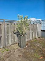 Olijfboom in pot | Hoogte inc pot 200cm | ex Pot 150cm, 100 tot 250 cm, Olijfboom, Ophalen, Volle zon
