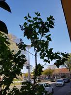 Mooie sering boom, Ophalen, Volle zon, Overige soorten