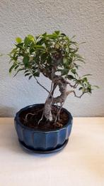 Prachtige Ficus retusa bonsai., Huis en Inrichting, Ophalen, Ficus, Halfschaduw, Minder dan 100 cm