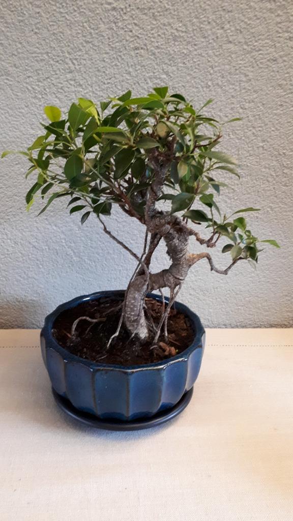 Prachtige Ficus retusa bonsai., Huis en Inrichting, Kamerplanten, Ficus, Minder dan 100 cm, Halfschaduw, Ophalen