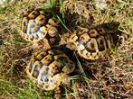 Landschildpad, Testudo hermanni hercegovinensis, Dieren en Toebehoren, Schildpad
